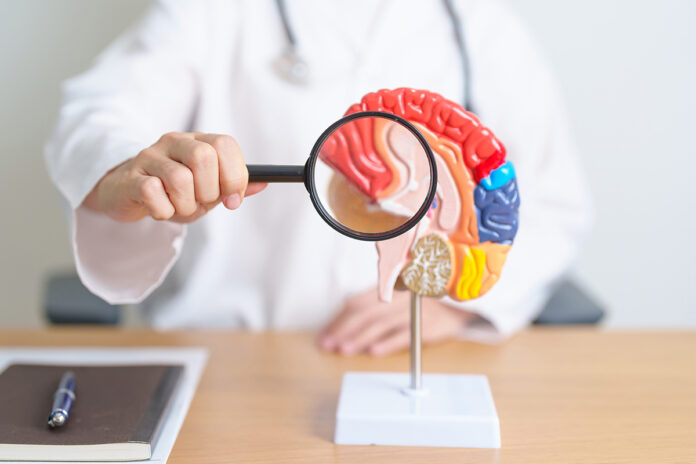 Doctor,With,Human,Brain,Anatomy,Model,And,Magnifying,Glass.,World